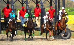 St. Croix's top mares and fillies broke in a line last race day. St. Croix's top mares and fillies broke in a line last race day.